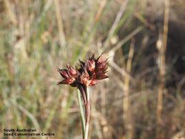   Infructescences:   Apodasmia brownii ; Photo by South Australian Seed Conservation Centre, used with permission
